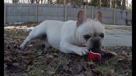 Versace The French Bulldog (@versacethefrenchbulldog)